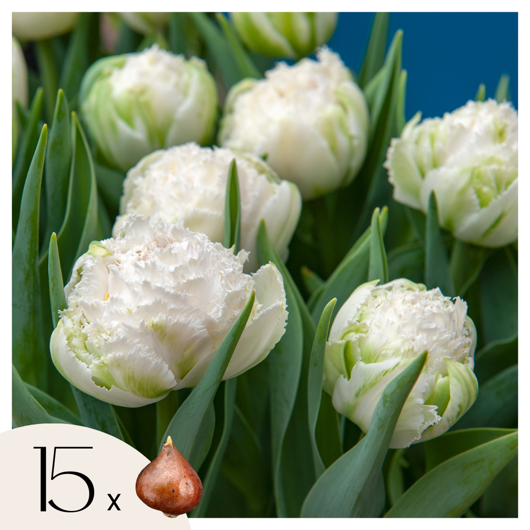 Bulbos De Tulipán - 15 Pzs - Tulipa 'snow Crystal' - Bulbos De Flores - Blanco_0