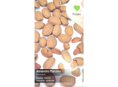 Almendro Marcona M22 160-180cm_2