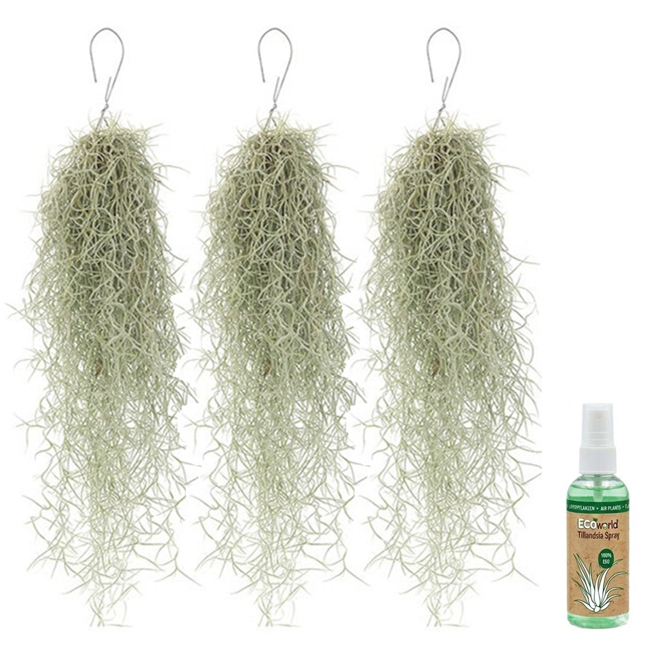 Tillandsia Musgo Español 3 Unidades - Planta De Aire Decorativa_0
