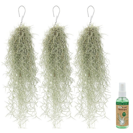 Tillandsia Musgo Español 3 Unidades - Planta De Aire Decorativa_0