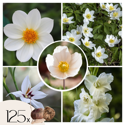 Armonía De Flores Blancas - 125 Pzs - Bulbos De Flores_0