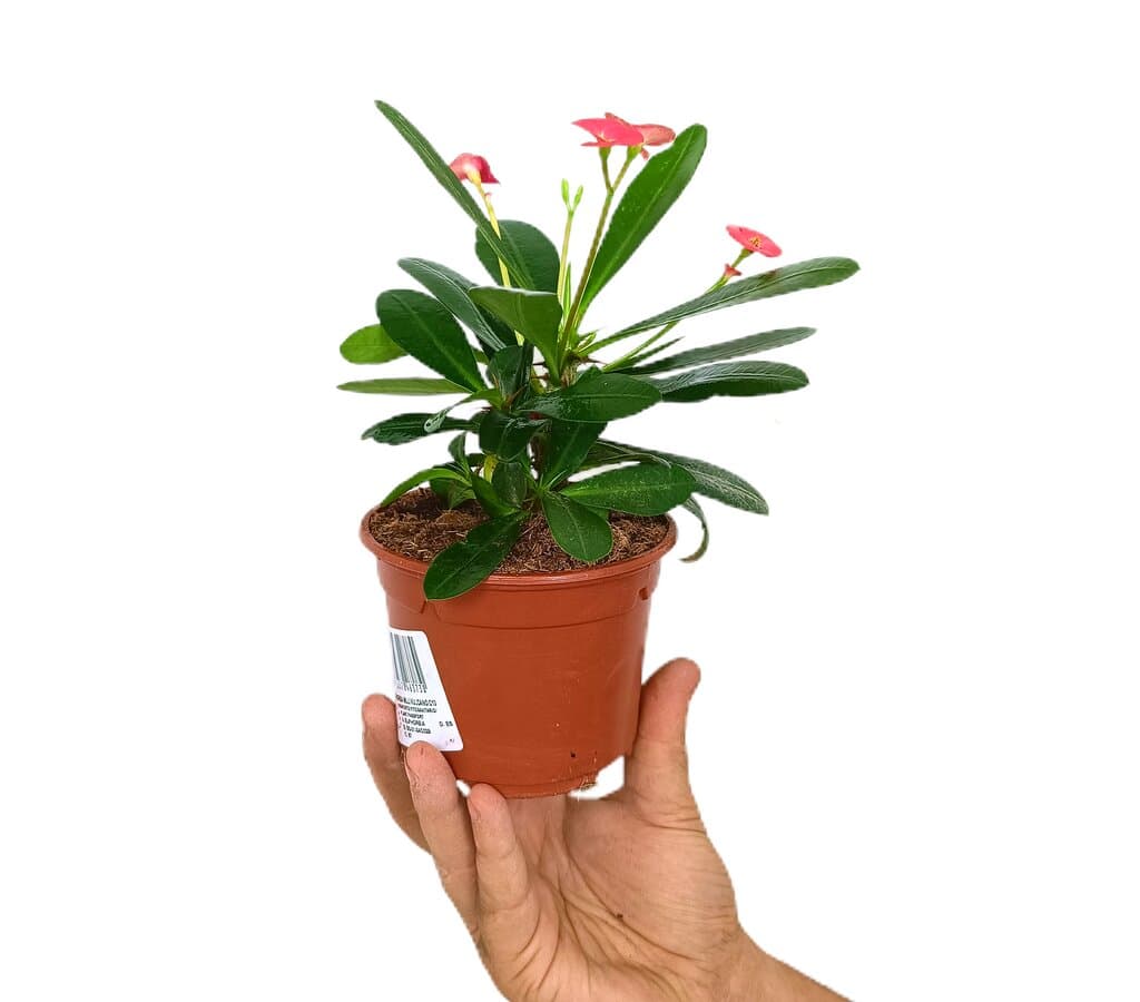 Euphorbia Milii M10 (corona De Cristo)_1
