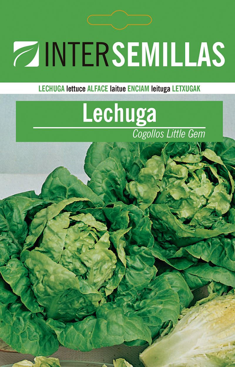 Sobre De Semillas De Lechuga Little Gem_0