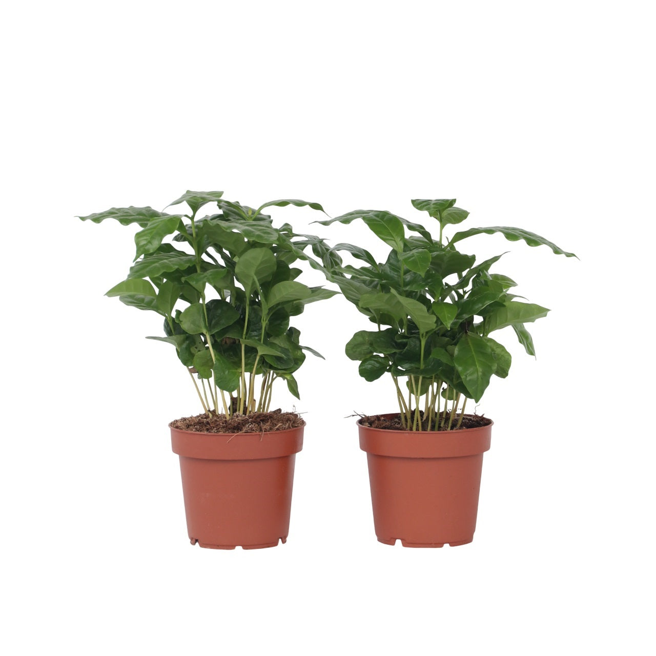 Cafeto Arábico - 2 Pzs - Coffea Arabica - Altura 25-40cm - ⌀12cm
