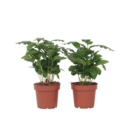 Cafeto Arábico - 2 Pzs - Coffea Arabica - Altura 25-40cm - ⌀12cm
