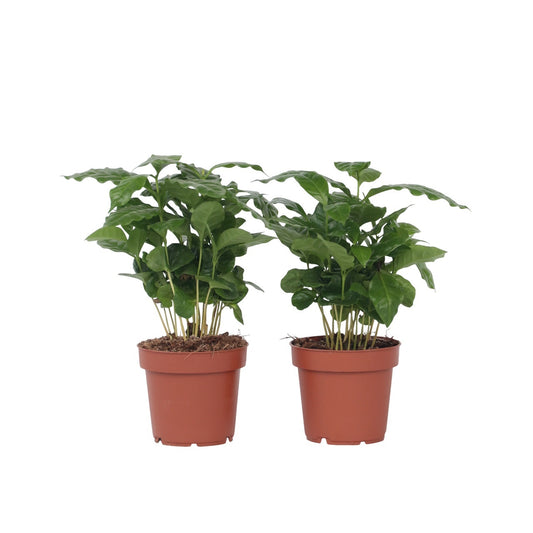 Cafeto Arábico - 2 Pzs - Coffea Arabica - Altura 25-40cm - ⌀12cm_0
