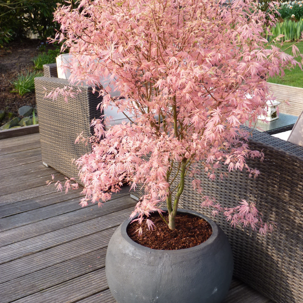 Arce Japonés - Acer Palmatum 'taylor' - Altura 50-60cm - ⌀19cm_1