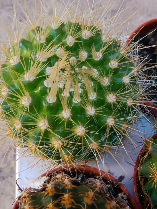 Parodia Penicillata Cactus Ø5 Cm_0