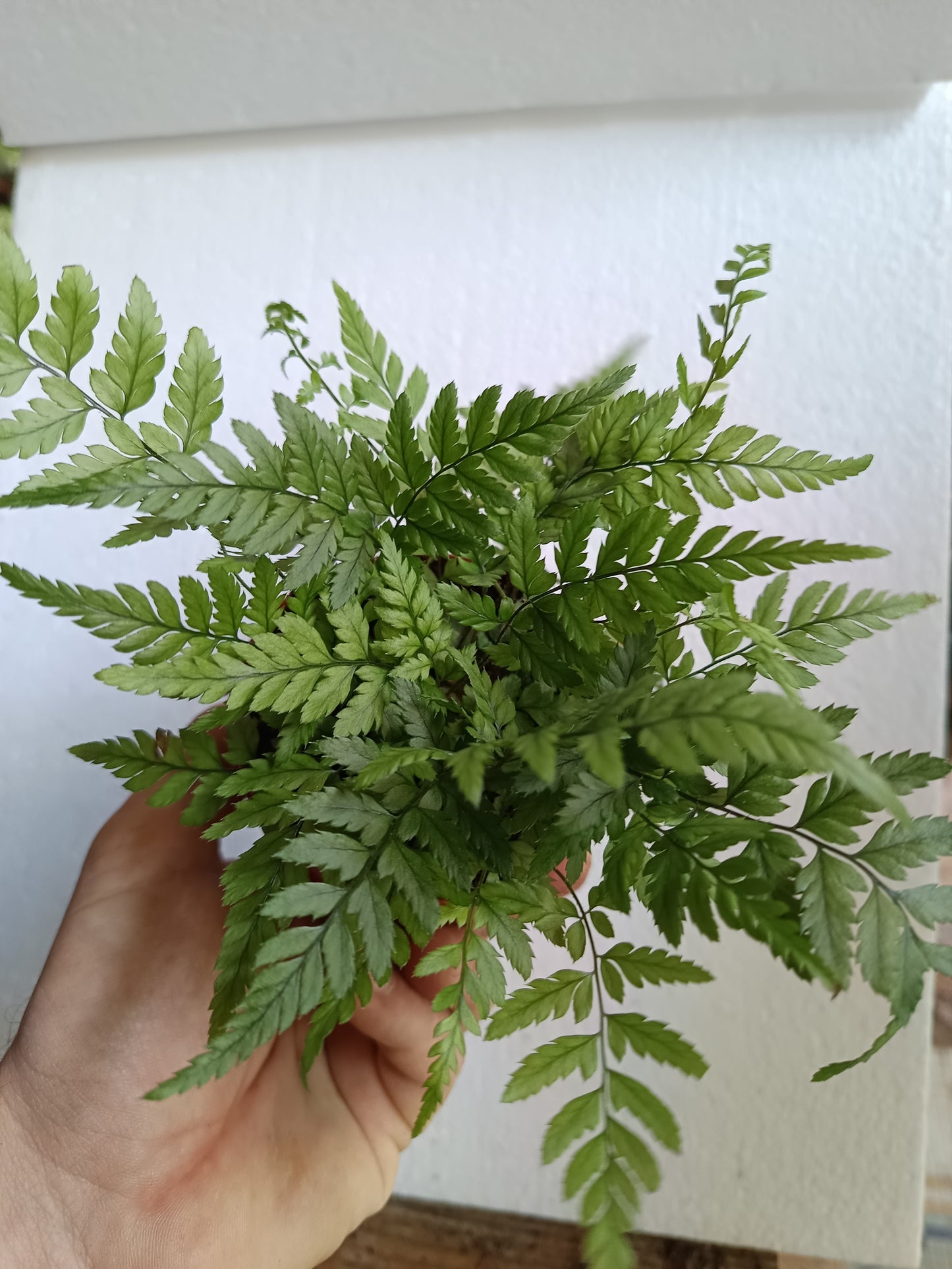 1 Helecho  SURTIDO ALEATORIO Plantas De Interior Ø8