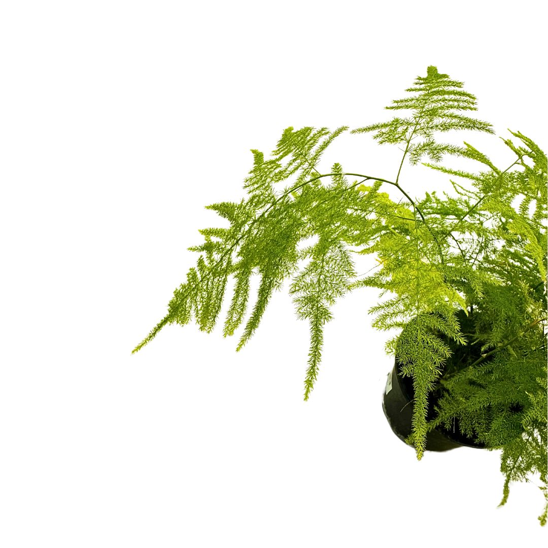 Esparraguera Plumosa O Asparagus Plumosus, La Variedad Más Pomposa M12