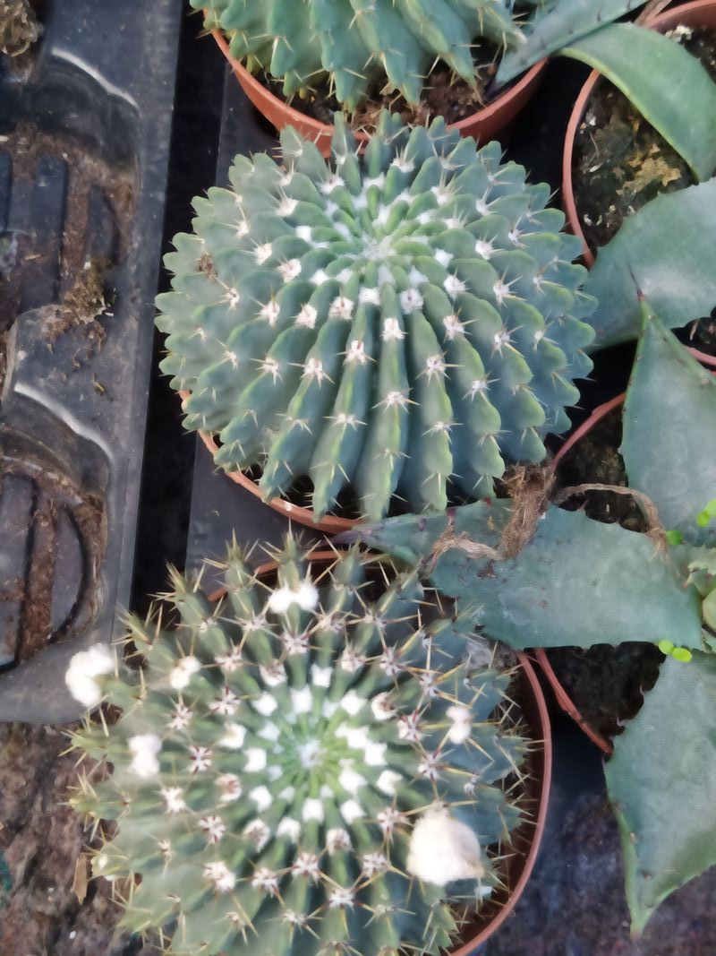 Planta Cactus Parodia Buiningii Ø8 Cm