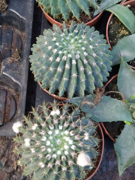 Planta Cactus Parodia Buiningii Ø8 Cm_0