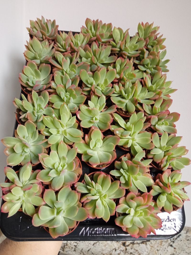 Echeveria Luella Pequela Plantas Suculentas