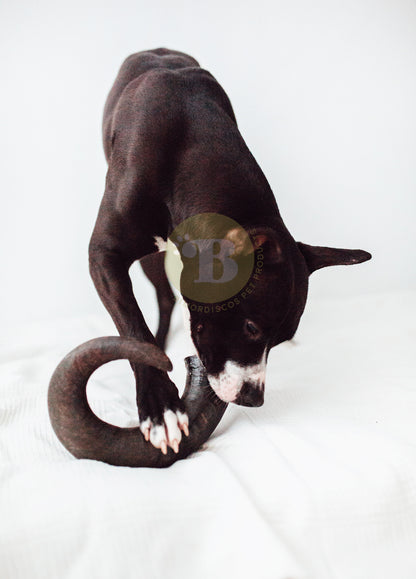 Bimordiscos Pack Juguete Indestructible Para Perros + Cuerno De Búfalo Para Perros