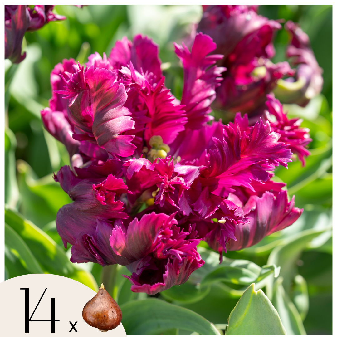 Bulbos De Tulipán - 14 Pzs - Tulipa 'parrot Negrita' - Bulbos De Flores_0