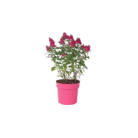 Arbusto De Las Mariposas - Buddleja Davidii 'candy' - Altura 30-40cm - ⌀19cm_0