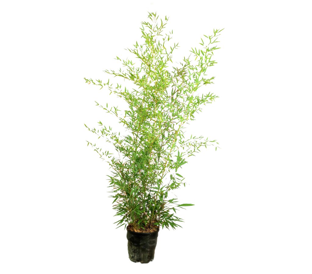 Bambu Phyllostachys Nigra M30 120-140cm_0