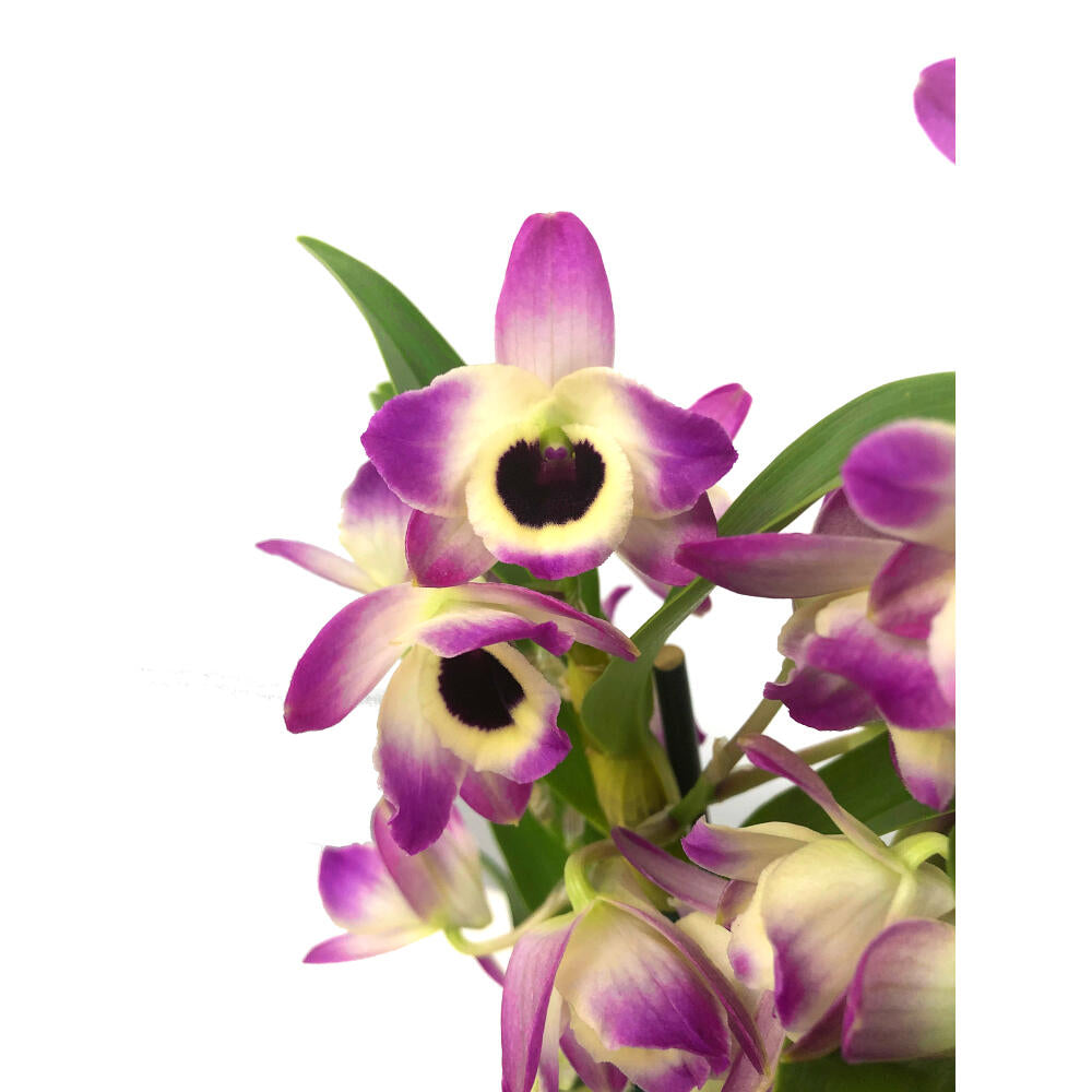 Orquídea Dendrobium Nobile 2t M12 55cm_1