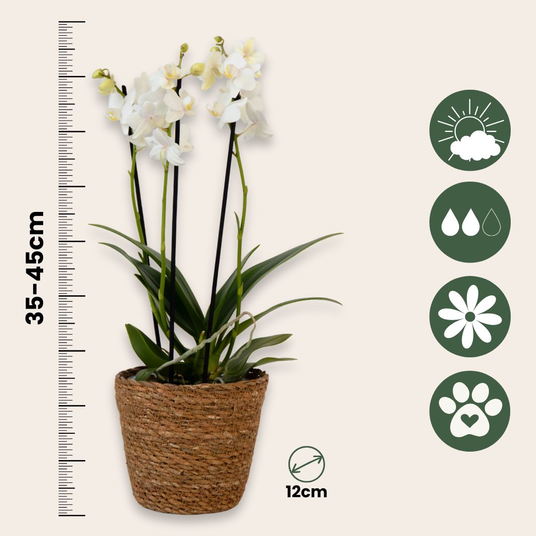 Orquídea Mariposa - Phalaenopsis Multiflora Con Cesta - Altura 35-45cm - ⌀12cm_2