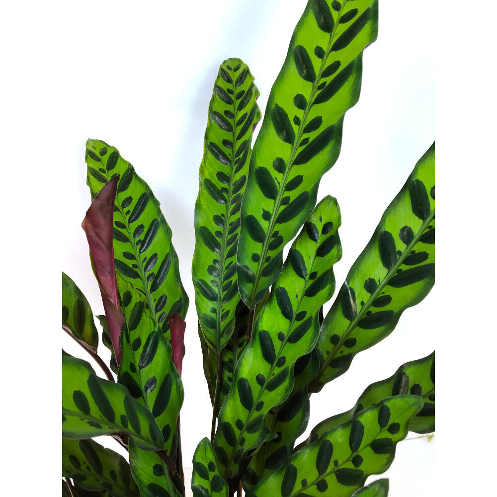 Calathea Lancifolia M17 50cm_1
