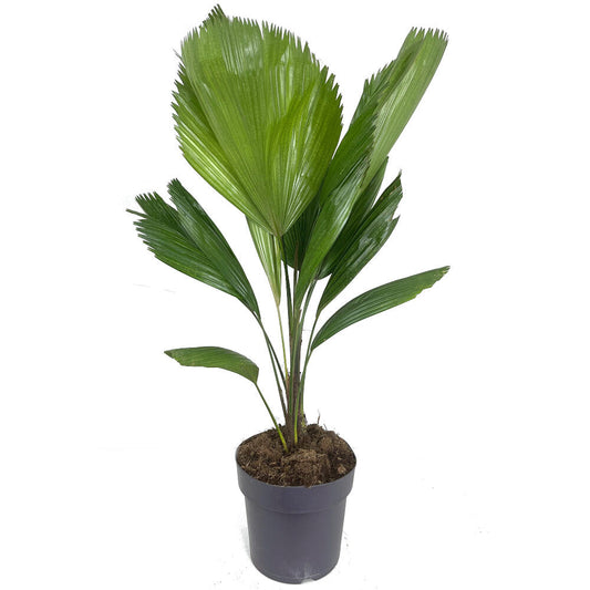 Licuala Grandis M21 60-80cm_0