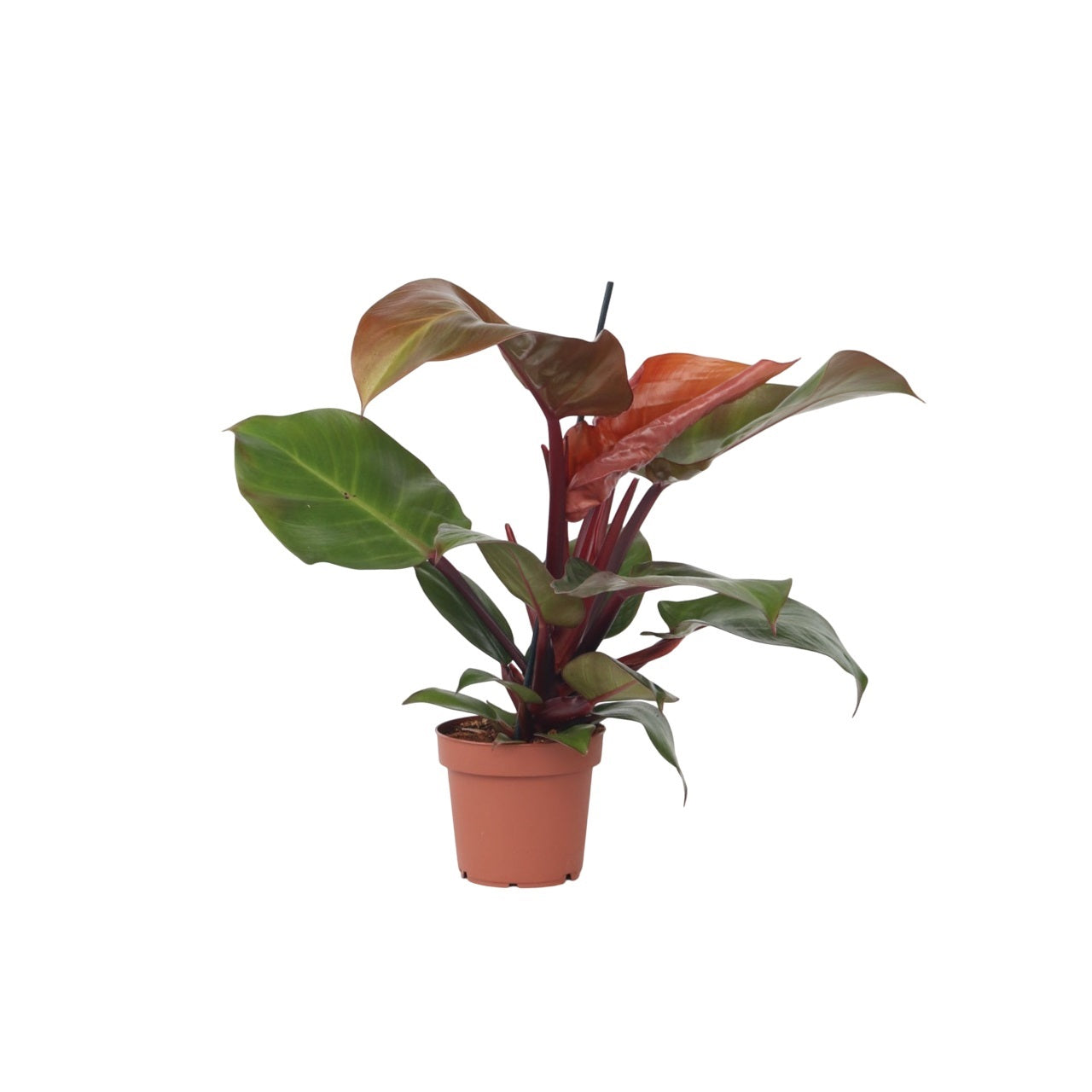 Filodendro - Philodendron 'sun Light' - Altura 20-30cm - ⌀12cm
