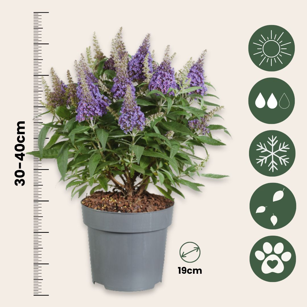 Budleia - 2 Pzs - Buddleja Davidii 'candy' - Altura 30-40cm - ⌀19cm_2