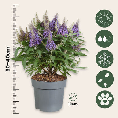 Budleia - 2 Pzs - Buddleja Davidii 'candy' - Altura 30-40cm - ⌀19cm_2