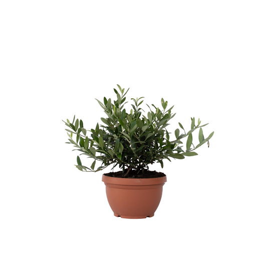 Olivo - Olea Europaea - Altura 30-40cm - ⌀21cm_0