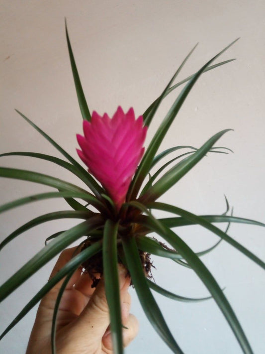 Tillandsia Cyanea Clavel Aire Planta_0