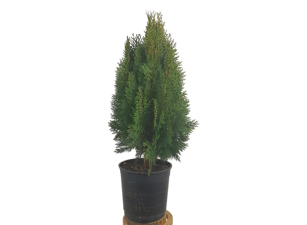 Thuja Aurea Nana M22 60cm_0