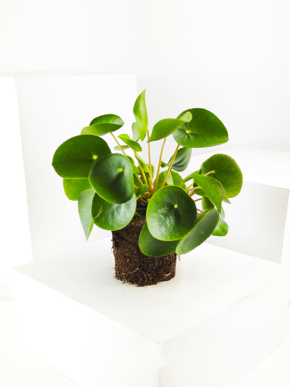 Pilea Peperomioides | Altura 25cm - Maceta 12cm