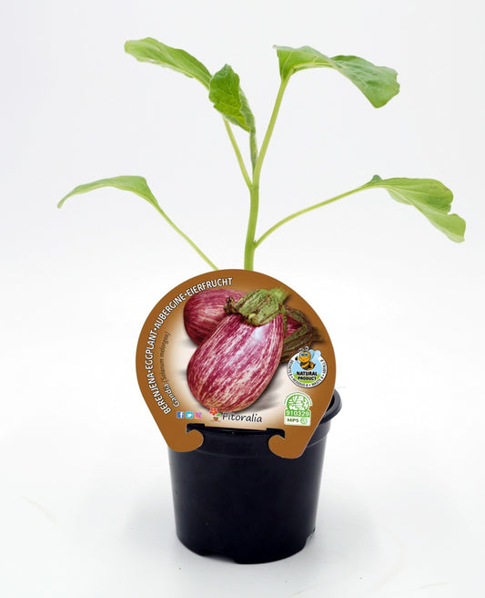 Plantón Berenjena Gandía En Maceta 10,5 Cm. Natural - Fitoralia_0