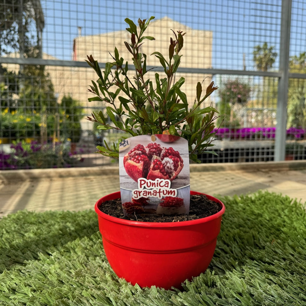 Prebonsai Granado_1