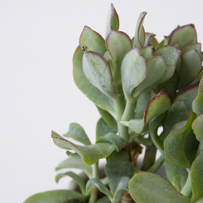 Planta De Jade - Crassula Arborescens 'curly' - Altura 15-25 Cm - Maceta 12 Cm