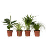 Plantas Que Admiten Mascotas - 4 Pzs - Pet Friendy Mix - Altura 25-40cm - ⌀12cm