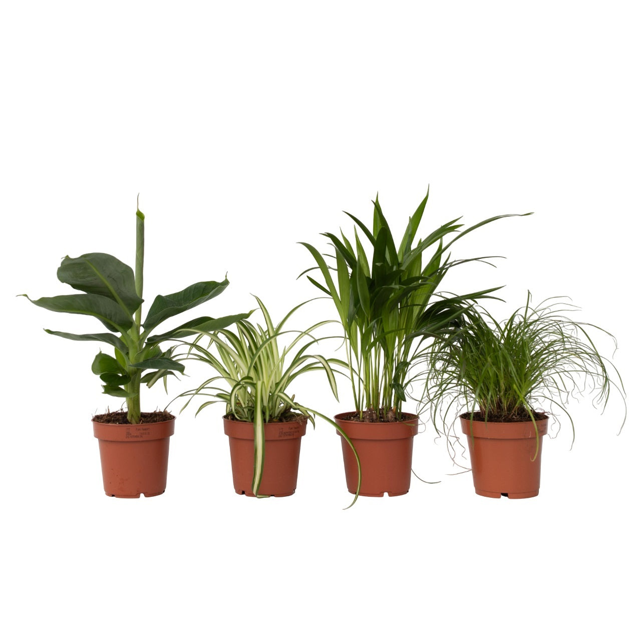 Plantas Que Admiten Mascotas - 4 Pzs - Pet Friendy Mix - Altura 25-40cm - ⌀12cm_0