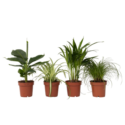 Plantas Que Admiten Mascotas - 4 Pzs - Pet Friendy Mix - Altura 25-40cm - ⌀12cm_0