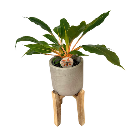 Clorofitum Green Orange M13