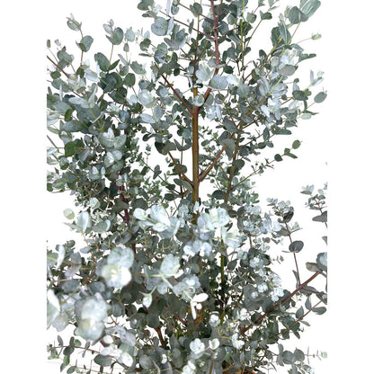 Eucalyptus Gunni Azura M22 50-60cm_1