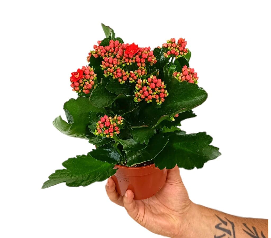 Kalanchoe Blossfeldiano Doble M12