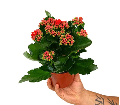 Kalanchoe Blossfeldiano Doble M12