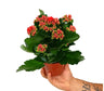Kalanchoe Blossfeldiano Doble M12