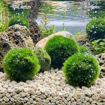 Bolas De Musgo Marimo - 10 Unidades - Cladophora Aegagropila - 3 Cm_1