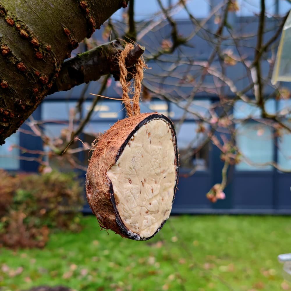 Coco Comedero 0.18 Kg Para Pájaros Silvestres - Alimento Natural Y Decorativo