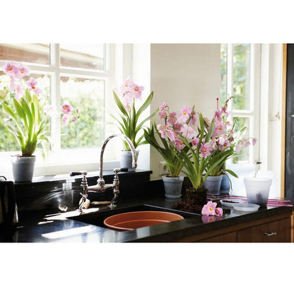 Plato tiesto orquídeas Green Basics Elho 10 cm