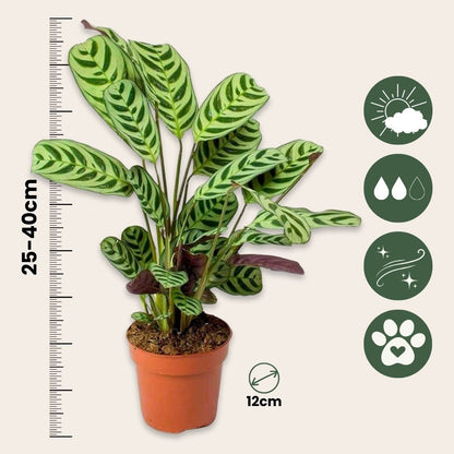 Planta De Oración - Ctenanthe 'burle-marxii' - Altura 25-40cm - ⌀12cm