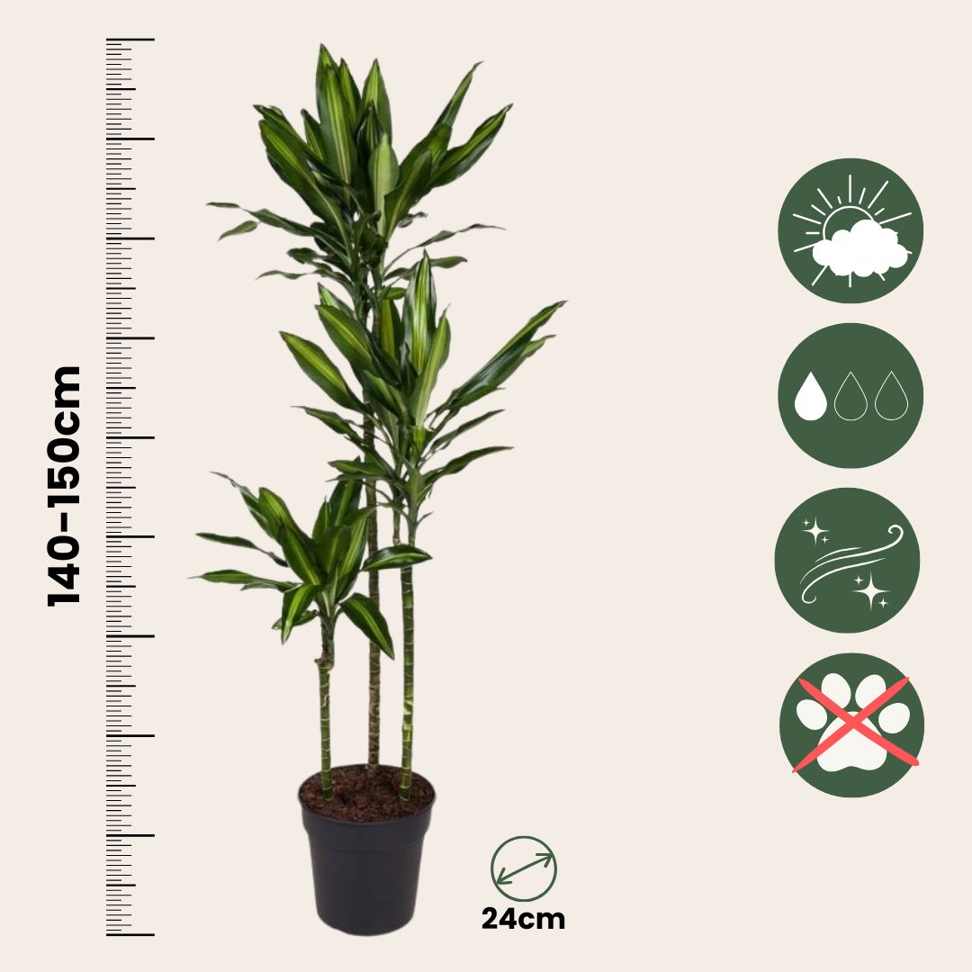 Drácena - Dracaena Fragrans 'cintho' - Altura 140-150cm - ⌀24cm_2