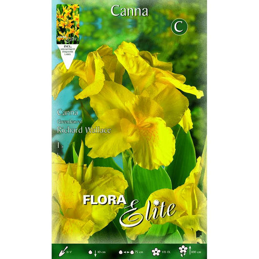 Bulbo Canna amarilla hoja oscura 1 ud