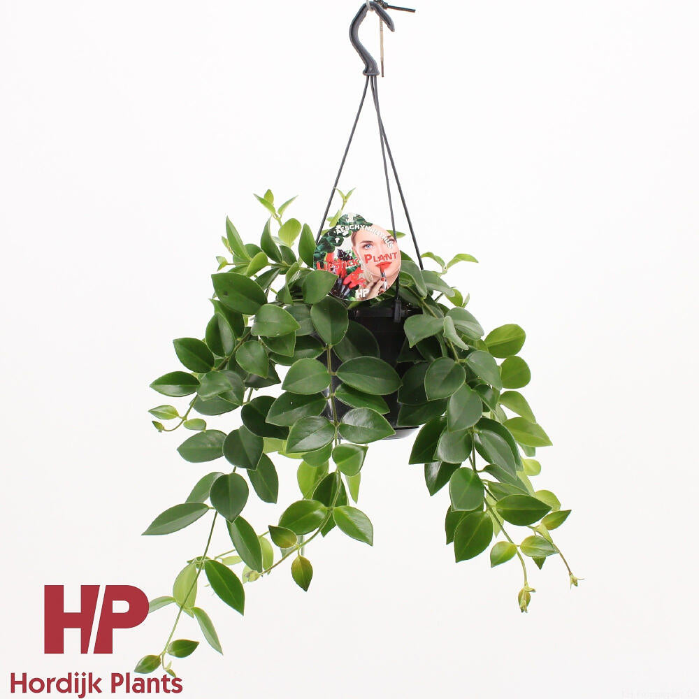 Aeschynanthus Mona Lisa M15_0